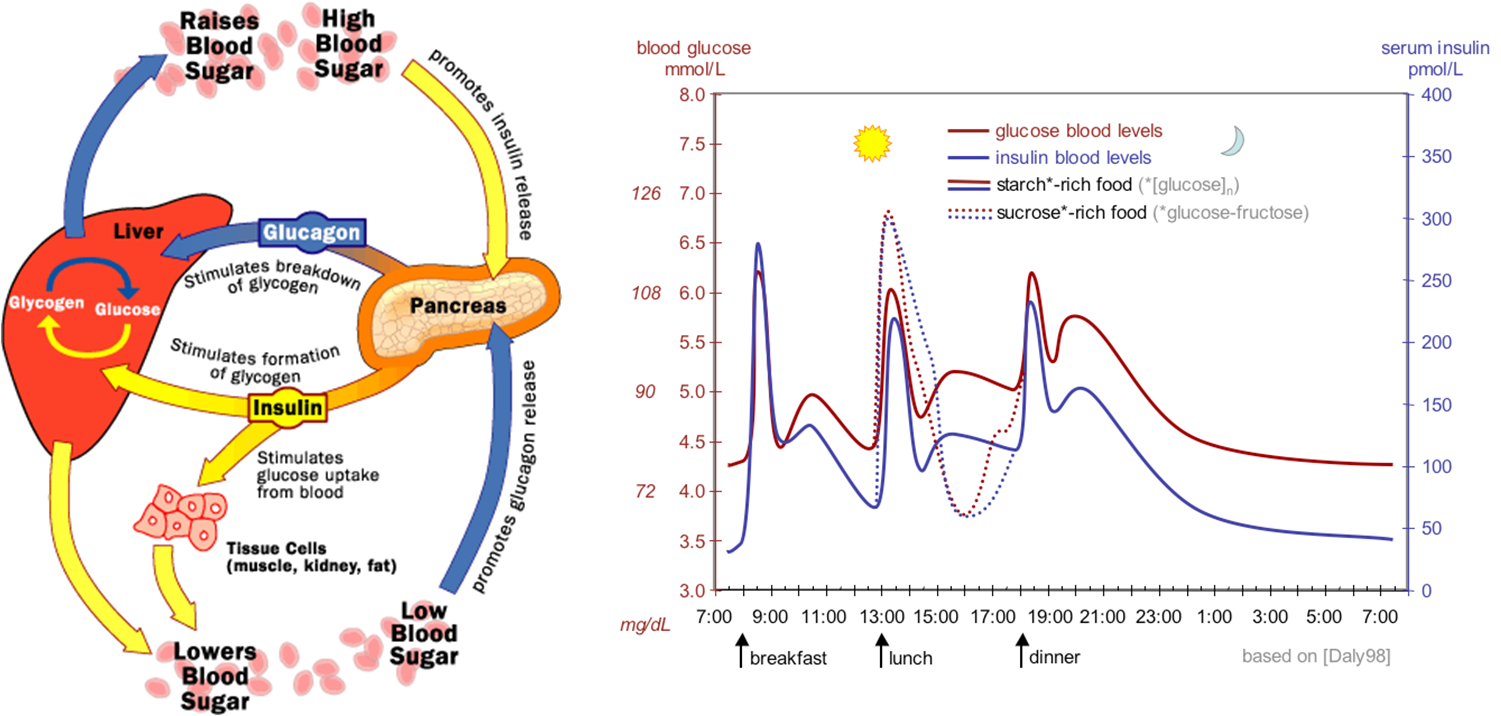 Glucose Homeostasis