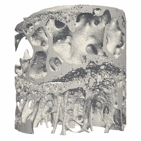 bone